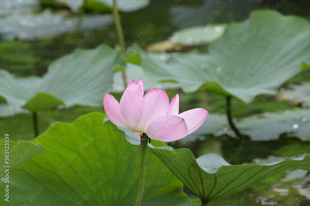 蓮の花 蓮の花