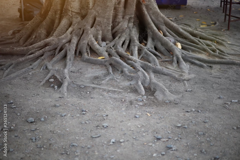 tree roots in the sand