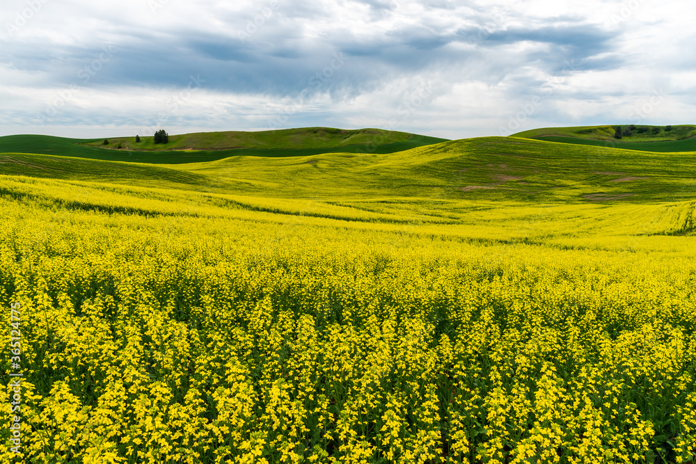 Canola fields with cloudy sky