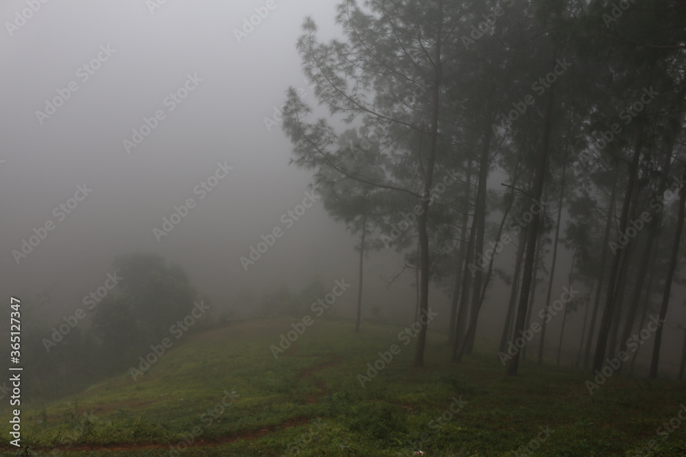 fog in the forest fog in the forest