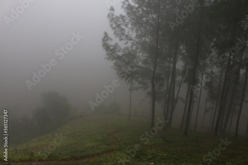 fog in the forest