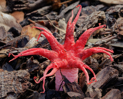 Anemone Stinkhorn or Starfish Fungus (Asero rubra) on woodchips - native of Australia photo