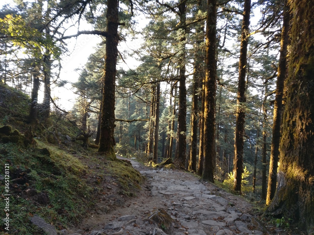 Fototapeta premium sunlight peeking through the trees