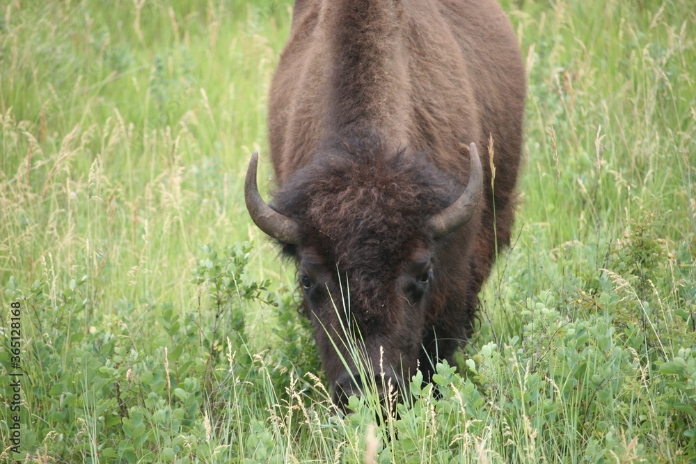 Large Buffalo Facing You Grazing In Field Large Buffalo Facing You Grazing In Field