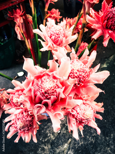 beautiful red flower in the garden name dala in Thailand