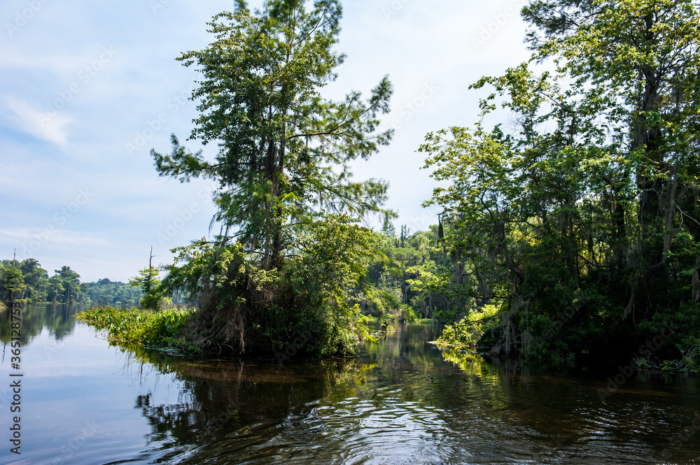 Beautiful and mysterious Wakulla spring state park Florida. Tillansia Spanish Moss, The filming location Beautiful and mysterious Wakulla spring state park Florida. Tillansia Spanish Moss, The filming location