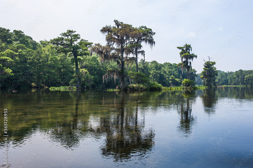 Obraz premium Beautiful and mysterious Wakulla spring state park Florida. Tillansia Spanish Moss, The filming location