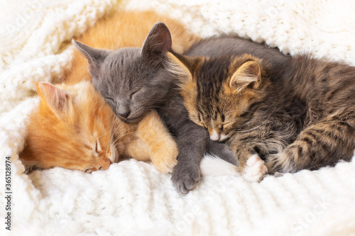 Three Cute tabby kittens sleeping and hugging on white knitted scarf.