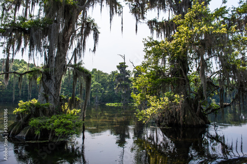 Beautiful and mysterious Wakulla spring state park Florida. Tillansia Spanish Moss, The filming location 