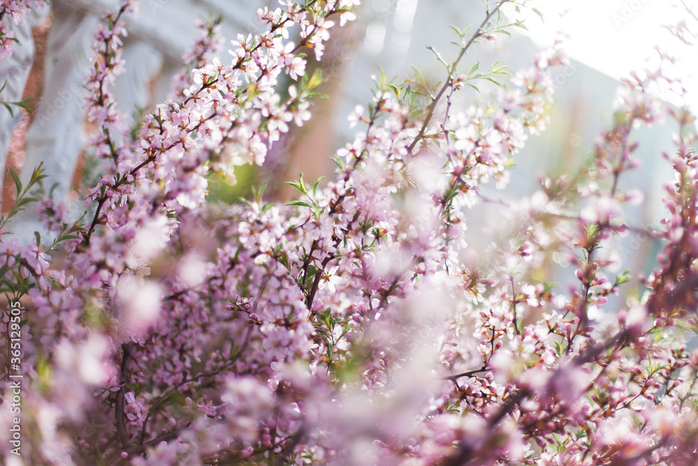 pink cherry blossom