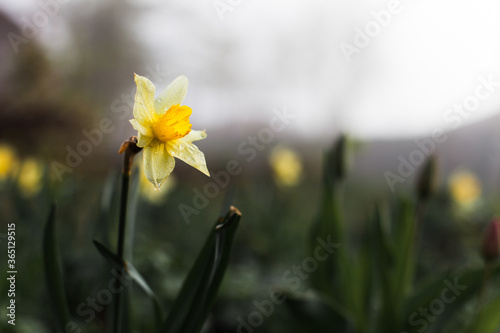yellow daffodil flower