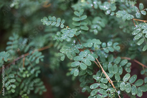 after the rain