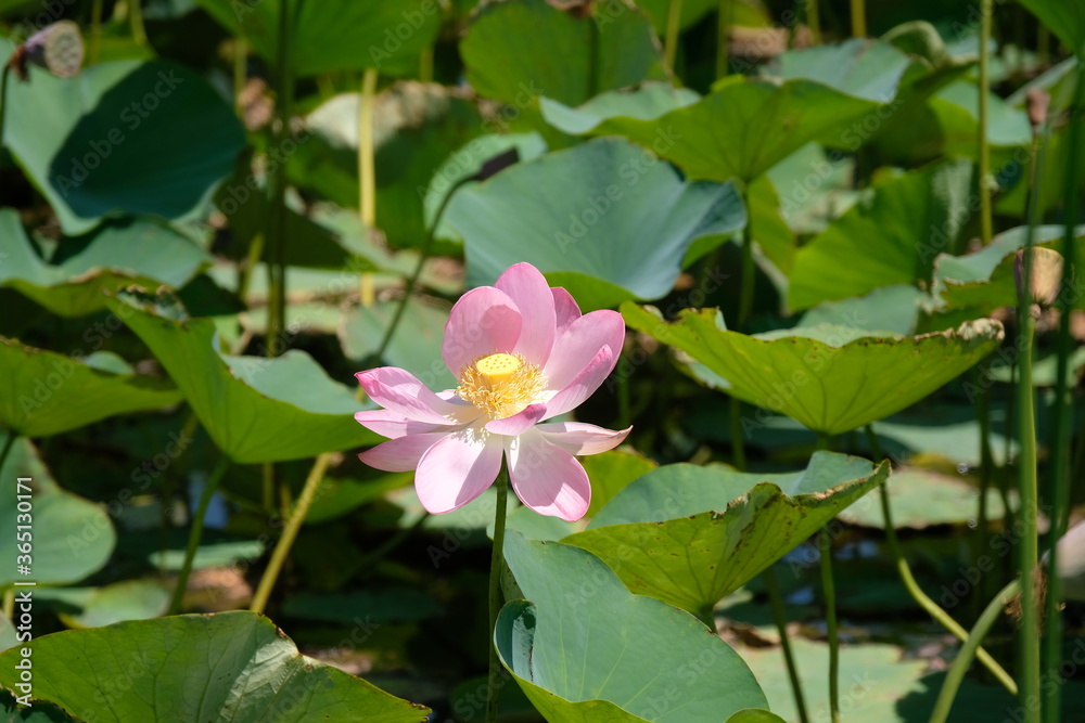 Wild pond with lotuses in the middle of residential buildings, in the suburbs of Almaty Wild pond with lotuses in the middle of residential buildings, in the suburbs of Almaty