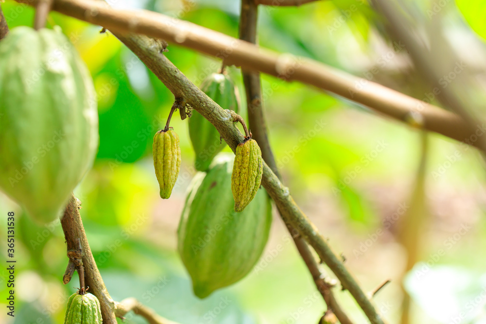 Cacao Tree (Theobroma cacao). Organic cocoa fruit pods in nature. Cacao Tree (Theobroma cacao). Organic cocoa fruit pods in nature.