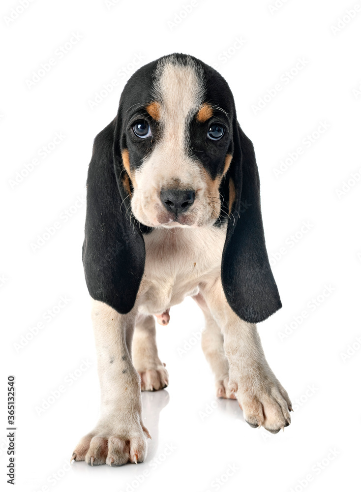  puppy bernese Schweizer Laufhund