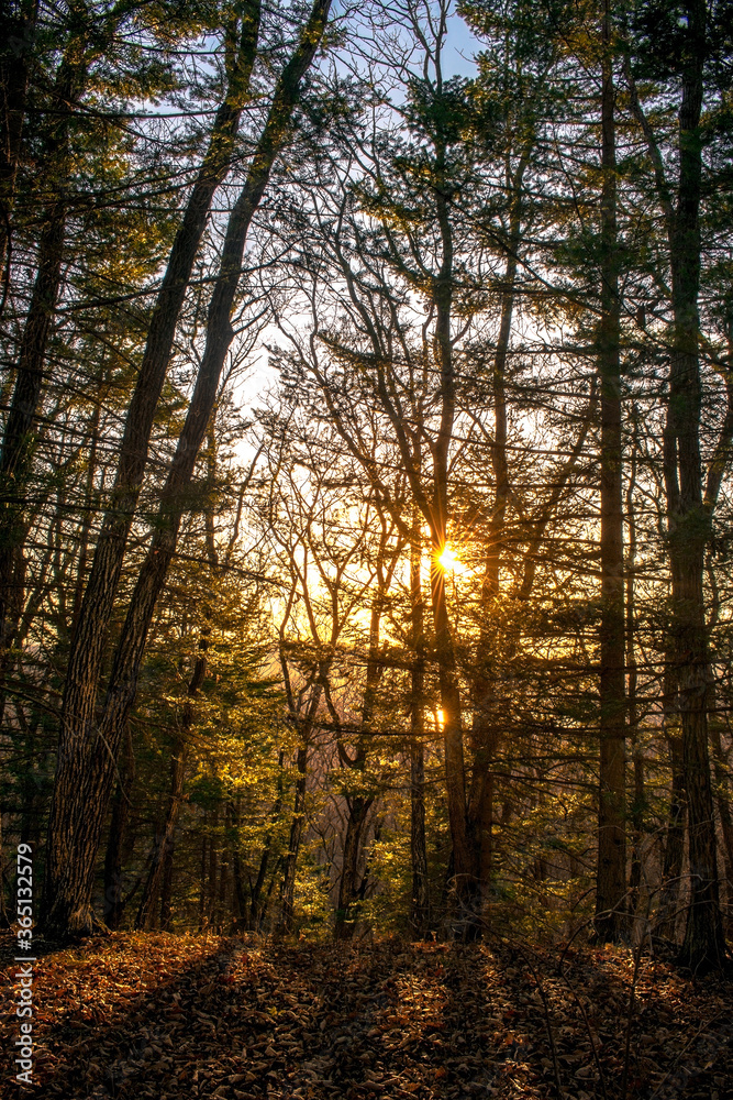 Fototapeta premium Sunset in the autumn forest