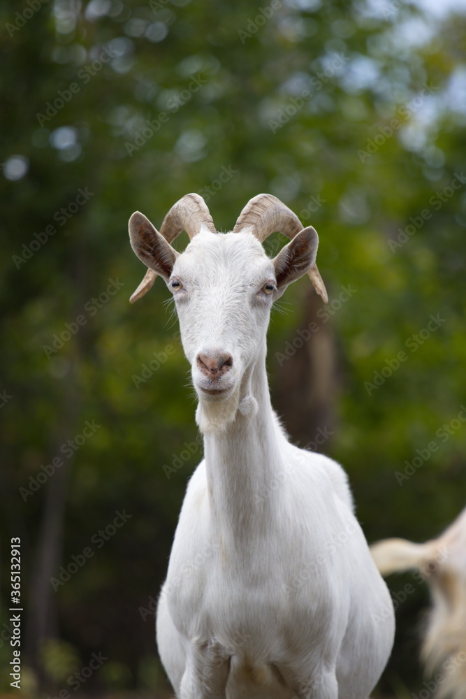 Goat in nature.
Portrait of a white goat on a blurred background. Goat in nature.
Portrait of a white goat on a blurred background.
