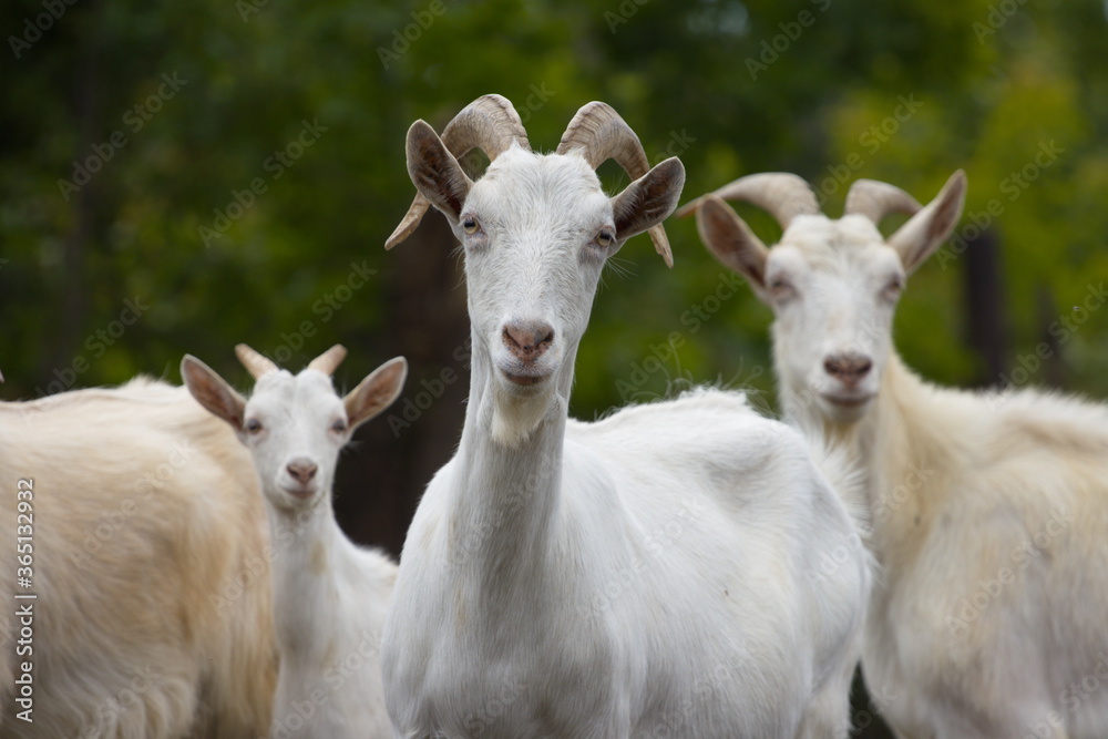 Goats in nature.
Portrait of three goats.