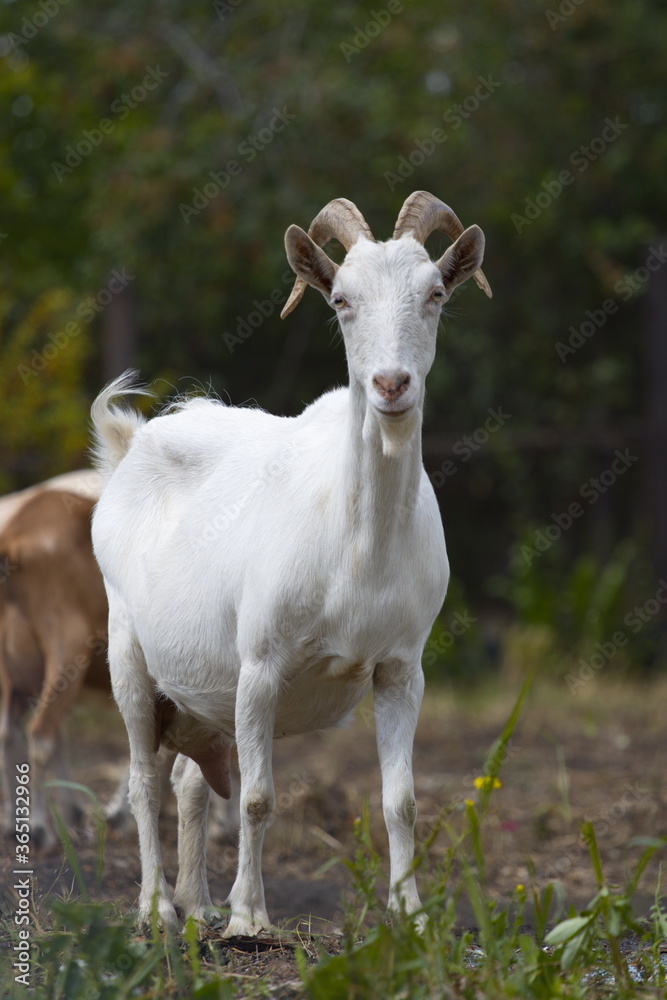 Goat in nature.
Portrait of a white goat on a blurred background. Goat in nature.
Portrait of a white goat on a blurred background.