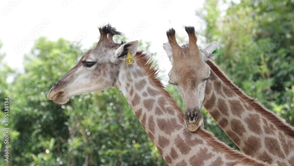 Two Giraffes Standing close to each other, very cute, so impressive Two Giraffes Standing close to each other, very cute, so impressive