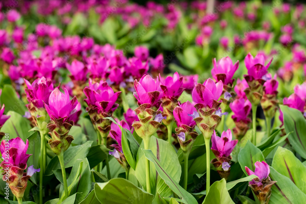 Fototapeta premium siam tulip flower or Patumma in garden