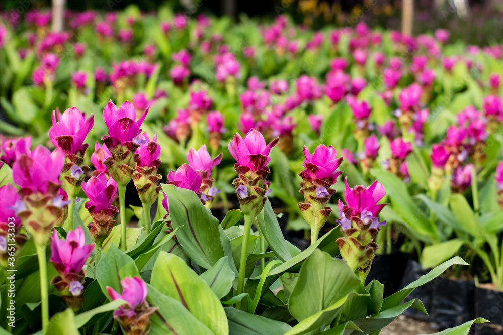 siam tulip flower or Patumma in garden siam tulip flower or Patumma in garden