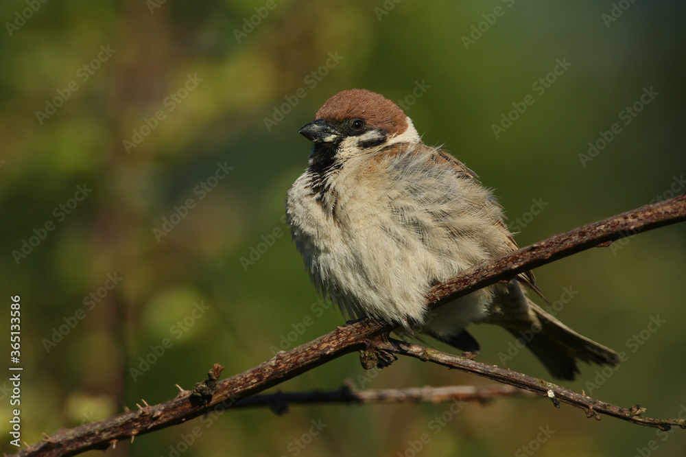 Fototapeta premium A rare Tree Sparrow, Passer montanus, perching on a thorny bramble twig in the hedgerow in the UK.