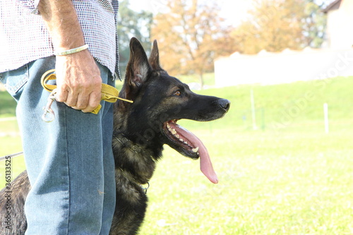 reinrassiger Deutscher Schäferhund Sport Unterordnung Schutzdienst photo