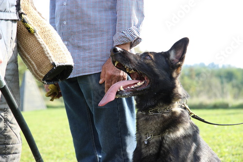 Obraz na plátně reinrassiger Deutscher Schäferhund Sport Unterordnung Schutzdienst