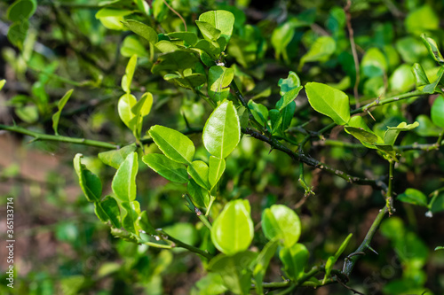 Bergamot green leaf © somkak