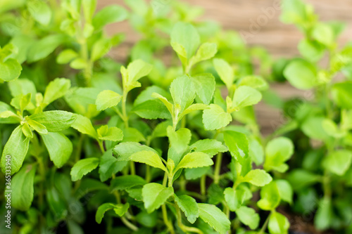 Wallpaper Mural Stevia tree plant Torontodigital.ca