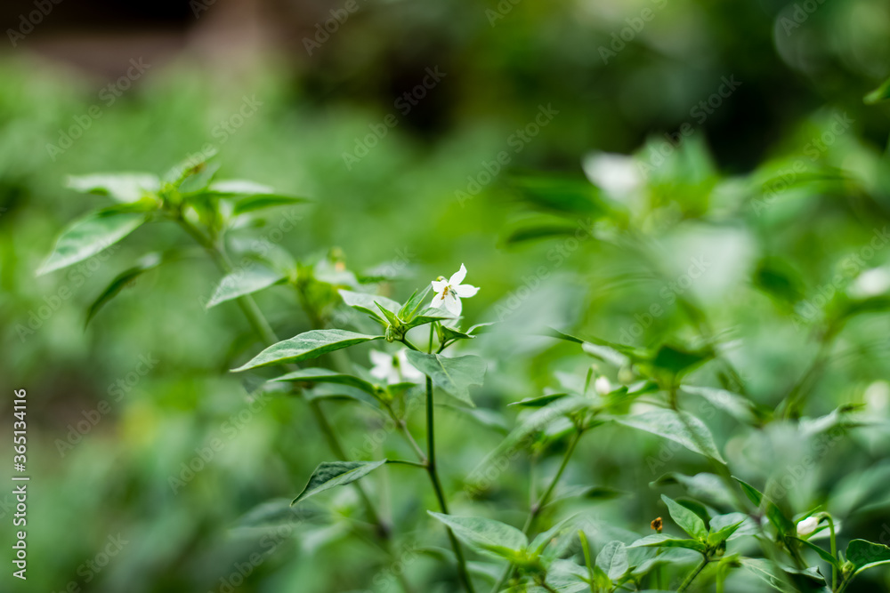 White chili flowers and green leaf White chili flowers and green leaf