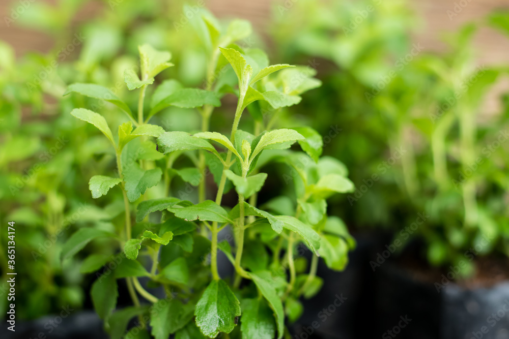 Stevia tree plant Stevia tree plant