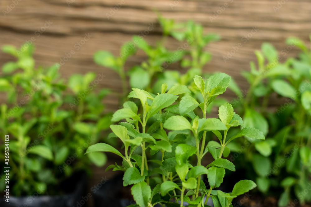 Stevia tree plant Stevia tree plant