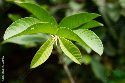 Green leaf guava