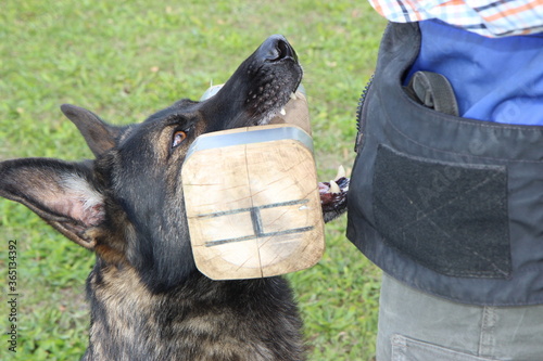 reinrassiger Deutscher Schäferhund mit Bringholz Hundesport bringen apportieren photo