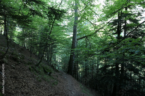 Foret de montagne