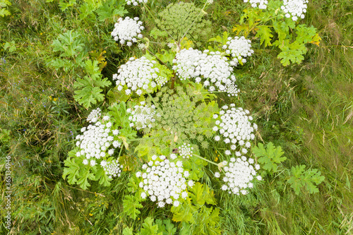 Aerial view of Heracleum plants growing in a field in the countryside