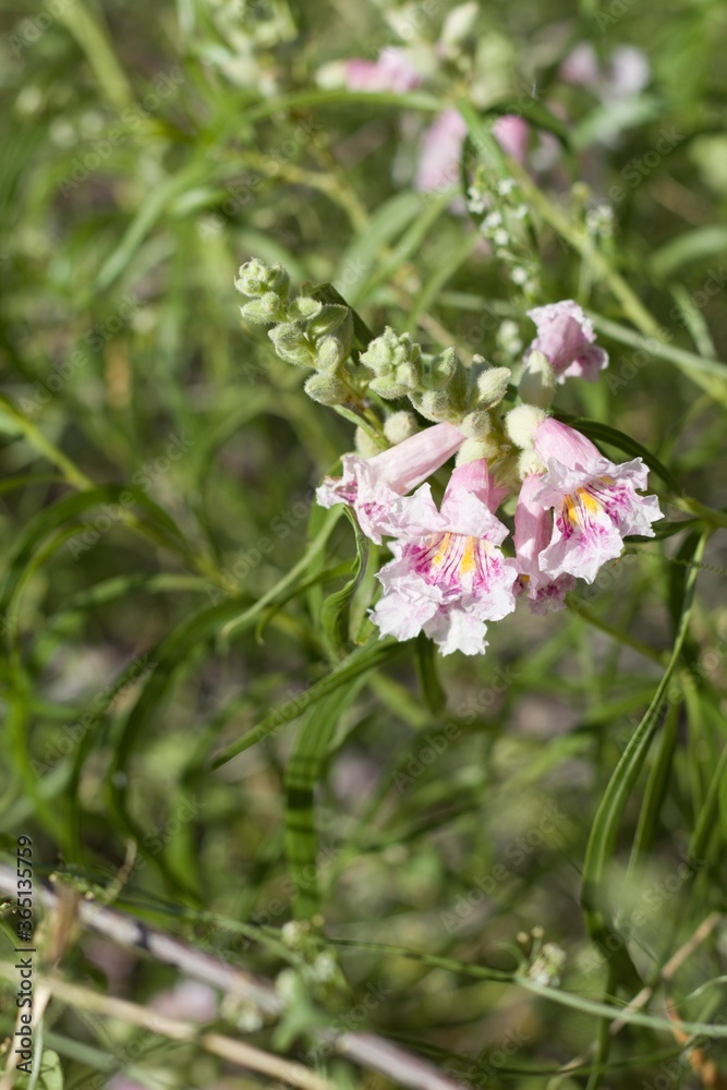 Raceme in shades of pink with yellow lines emerging from Desert Willow, Chilopsis Linearis, Bignoniaceae, native Deciduous Shrub in the margins of Twentynine Palms, Southern Mojave Desert, Springtime.