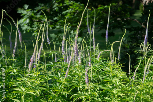 Veronicastrum virginicum Lavender. Floristry concept. photo