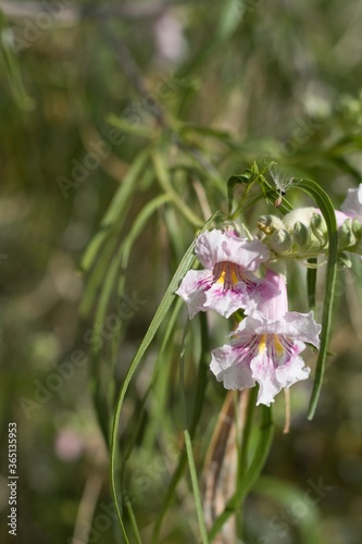 Raceme in shades of pink with yellow lines emerging from Desert Willow, Chilopsis Linearis, Bignoniaceae, native Deciduous Shrub in the margins of Twentynine Palms, Southern Mojave Desert, Springtime.