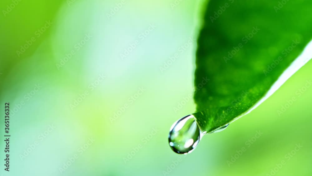 fresh green leaf with water drop, relaxation concept , filmed on cinema slow motion camera at 1000 fps