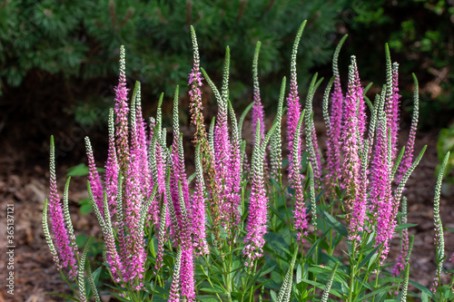 Close up view of blooming veronica spicata flowers (spike speedwells) in a sunny garden