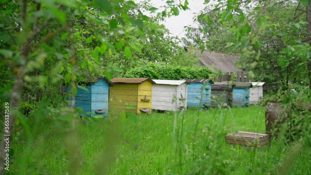 coloured wooden beehives stand in green local village garden against grey rooftop on windy weather slow motion coloured wooden beehives stand in green local village garden against grey rooftop on windy weather slow motion
