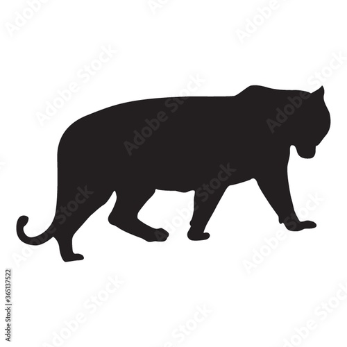 silhouette of tiger