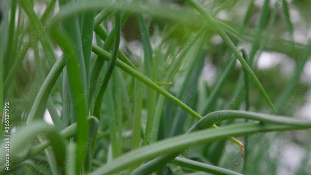light summer wind waves long green onion leaves on dense vegetable garden in local village slow motion close view light summer wind waves long green onion leaves on dense vegetable garden in local village slow motion close view