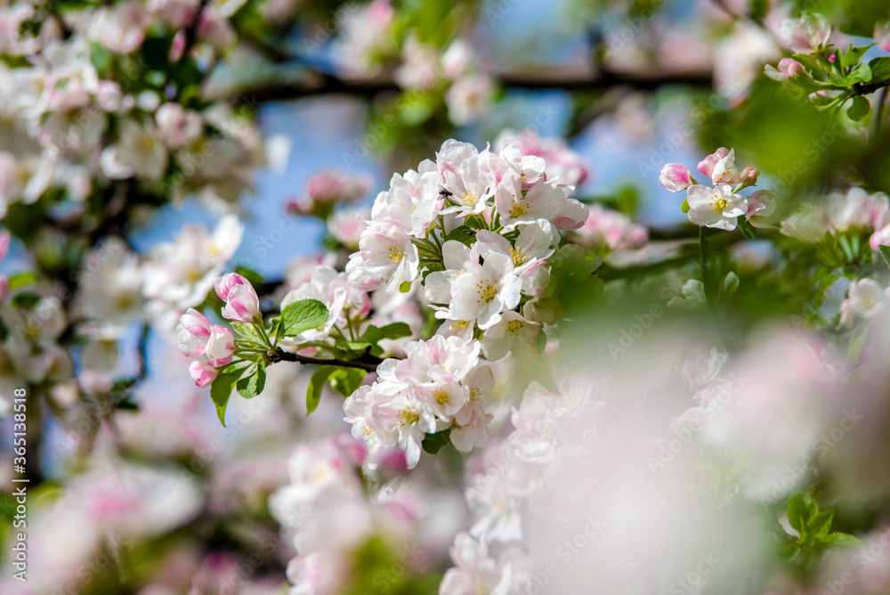 appletree blossom branch in the garden in spring
