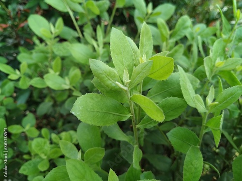 green leaf texture