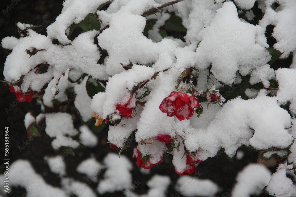white flowers in the garden in the snow