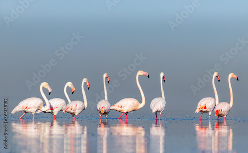Wild african birds. Group birds of pink african flamingos walking around the blue lagoon on a sunny day.